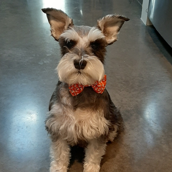 Meet your Posher, Chelsea - Picture 5 of 6